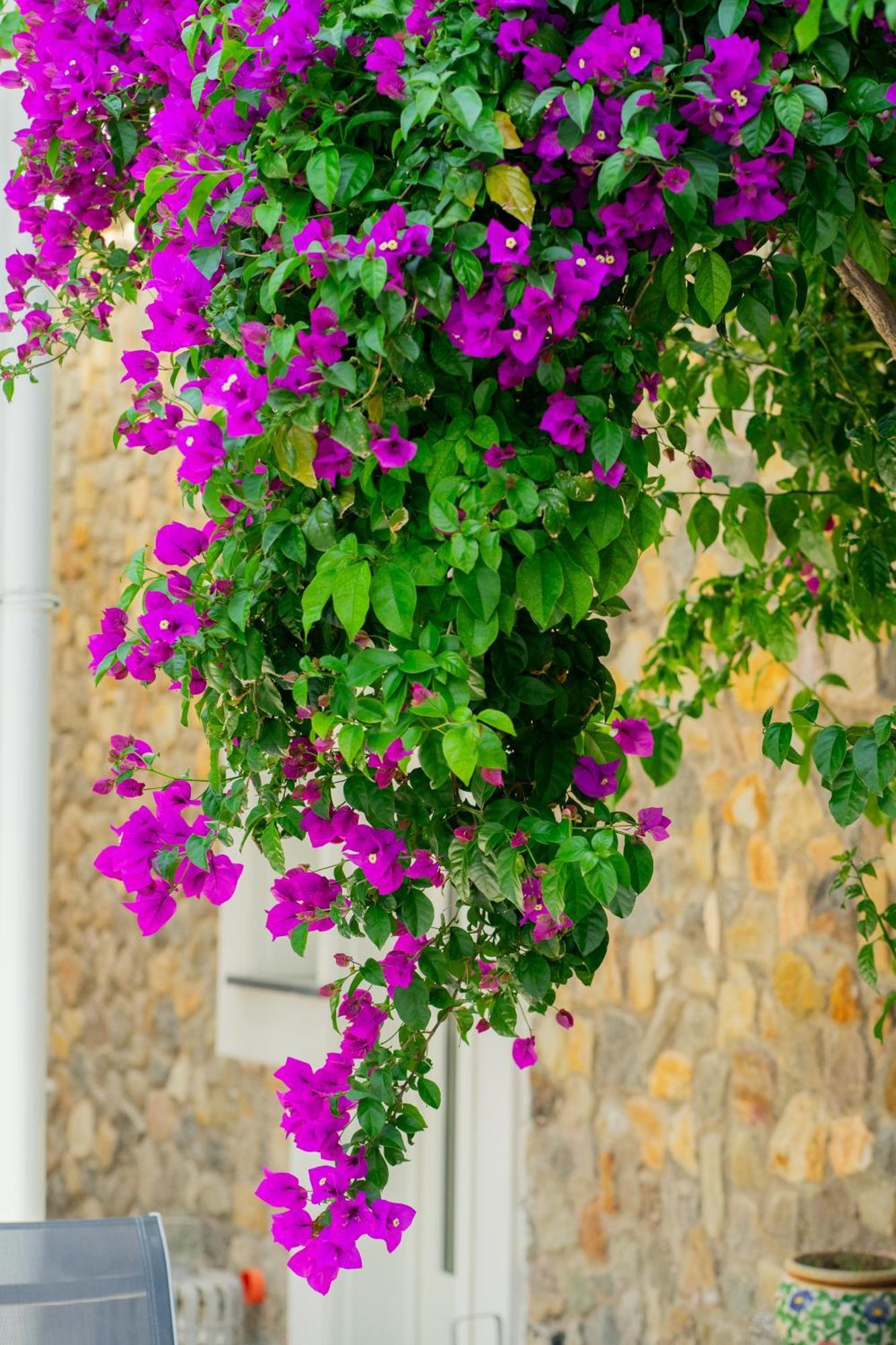 Villa Acacia Ponza Exterior photo